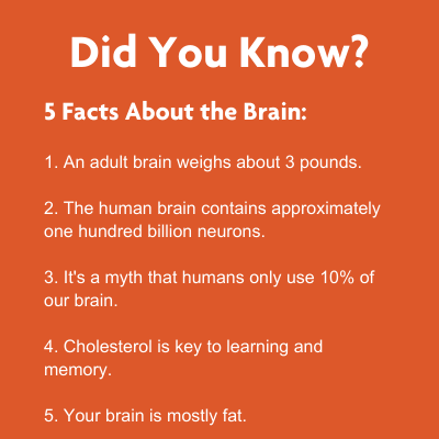 5 facts about our brain