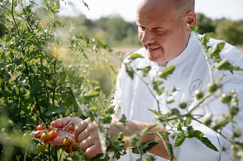 Chef picking cherry tomatoes