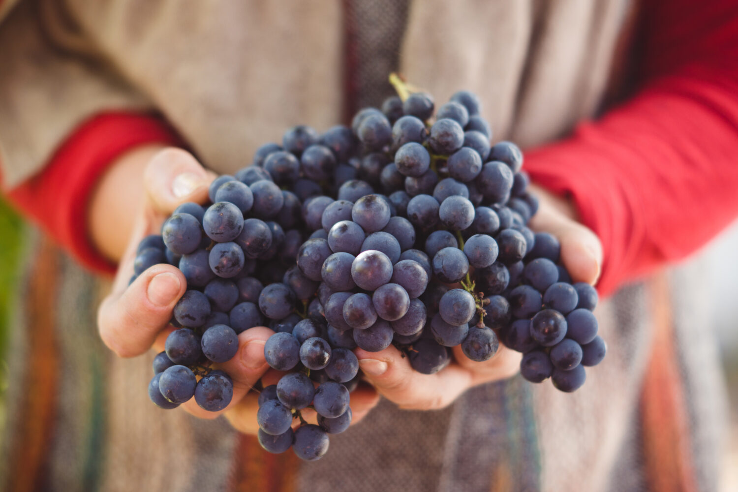 Farmers hands with freshly harvested grape. Shallow depth of field.