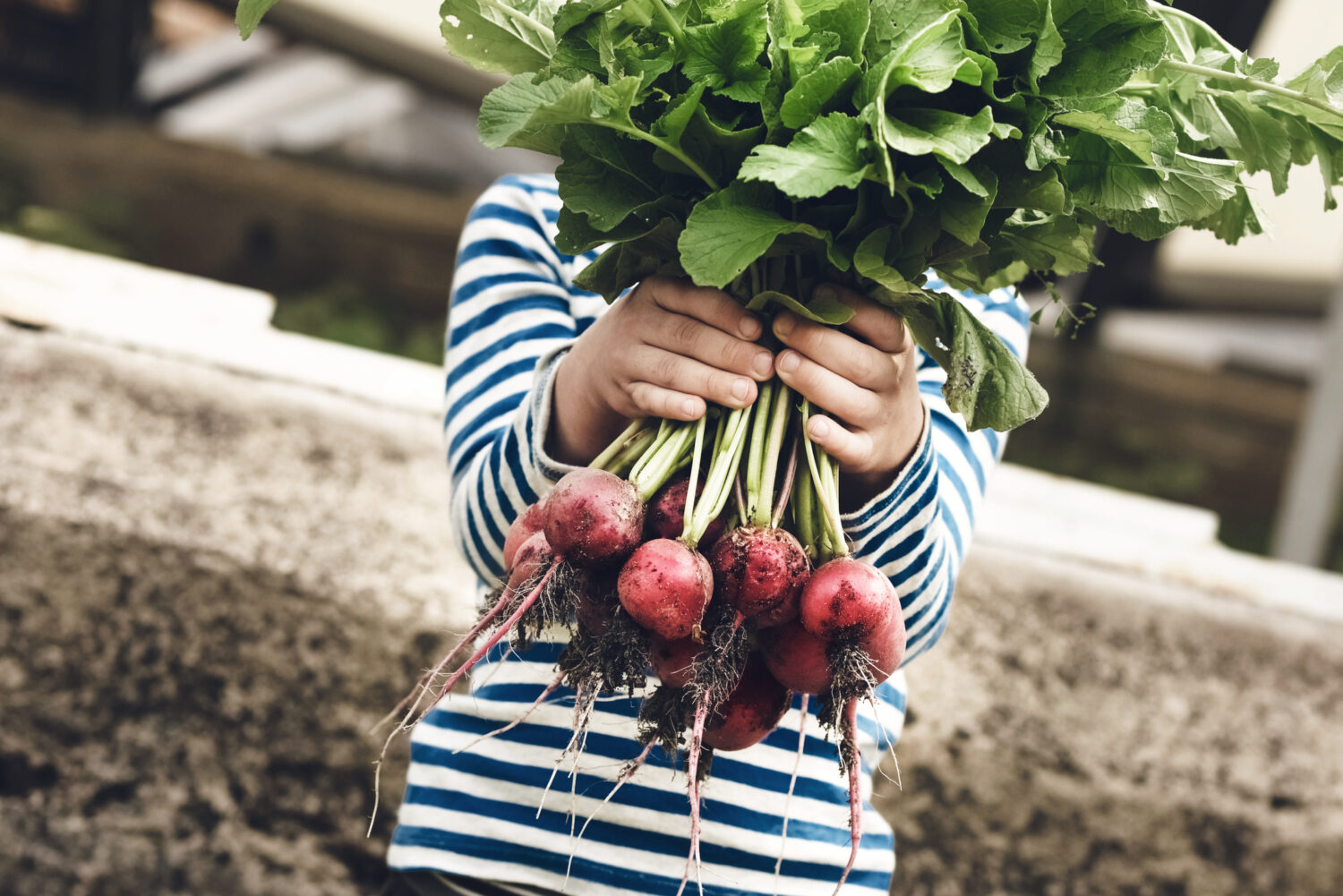 little boy holding radish